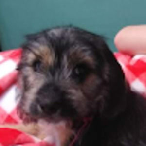 Meet your Posher, Layla